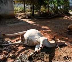 LG폴리머스인디아의 유해화학물질로 피해를 입은 가축의 모습. 아시아직업환경피해자네트워크 제공.